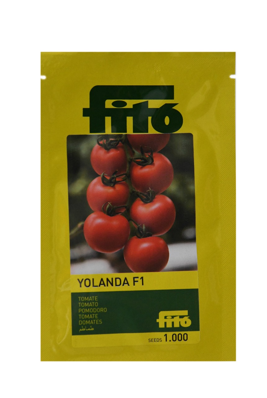 TOMATO YOLANDA F1