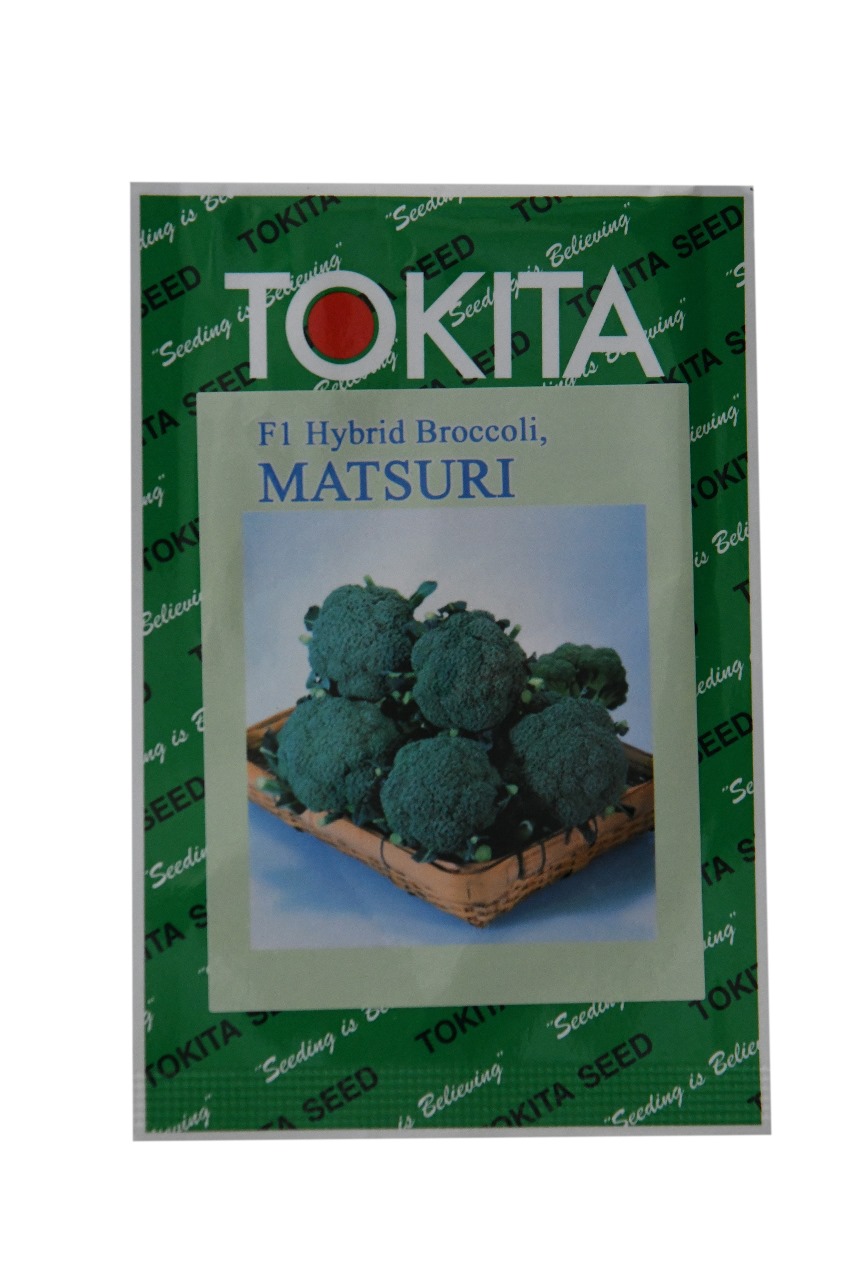 HYBRID BROCCOLI